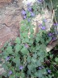 Campanula elatines